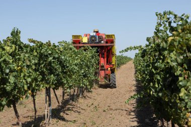 Güneşli bir günde mekanik hasat. Üzüm bağlarındaki makinelerle hasat..