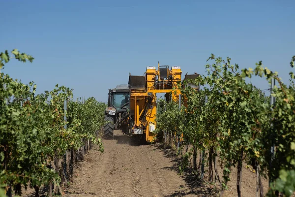 Güneşli bir günde mekanik hasat. Üzüm bağlarındaki makinelerle hasat..