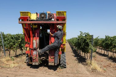 Güneşli bir günde mekanik hasat. Üzüm bağlarındaki makinelerle hasat..