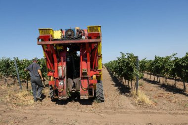 Güneşli bir günde mekanik hasat. Üzüm bağlarındaki makinelerle hasat..