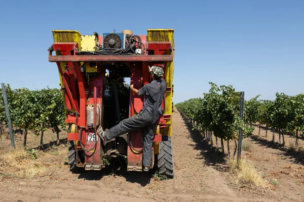 Güneşli bir günde mekanik hasat. Üzüm bağlarındaki makinelerle hasat..