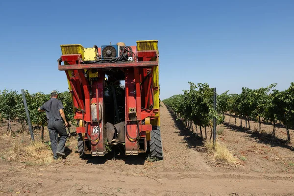 Güneşli bir günde mekanik hasat. Üzüm bağlarındaki makinelerle hasat..