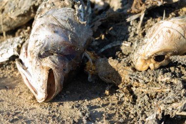 Sahilde çürümüş ölü balıklar. Ekolojik zehirli felaket.