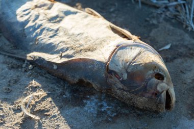 Sahilde çürümüş ölü balıklar. Ekolojik zehirli felaket.