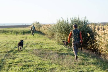 Olgun bir avcı elinde pompalı tüfekle tarlada yürüyor.