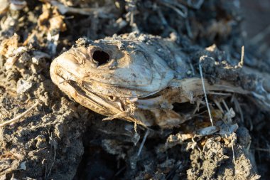 Sahilde çürümüş ölü balıklar. Ekolojik zehirli felaket.