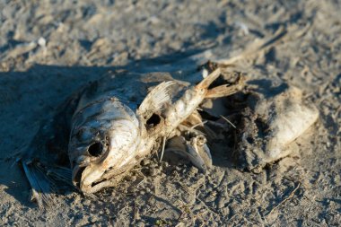 Sahilde çürümüş ölü balıklar. Ekolojik zehirli felaket.