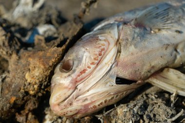 Sahilde çürümüş ölü balıklar. Ekolojik zehirli felaket.
