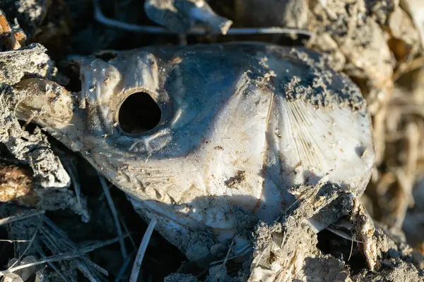 Sahilde çürümüş ölü balıklar. Ekolojik zehirli felaket.