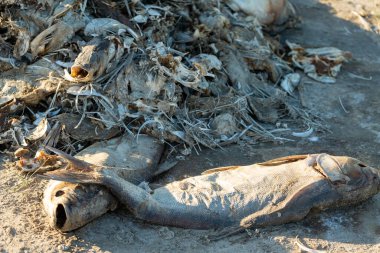 Sahilde çürümüş ölü balıklar. Ekolojik zehirli felaket.