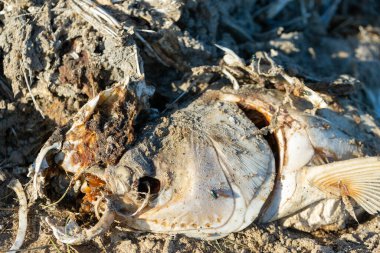 Sahilde çürümüş ölü balıklar. Ekolojik zehirli felaket.
