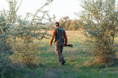 Mature hunter man holding a shotgun and walking through a field clipart