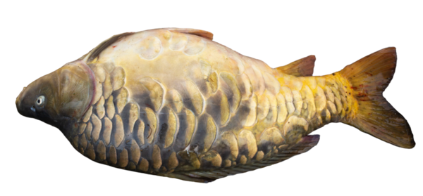 Nehirde bir balıkçı tarafından yakalanan taze aynalı sazan bir yalakta yatıyor. Kocaman dev balık canavarı..