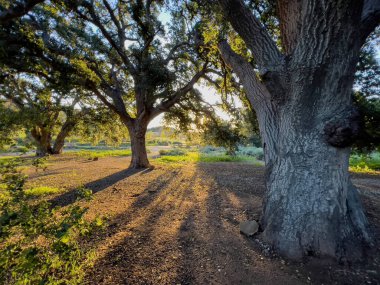 Los Angeles, Kaliforniya 'nın San Fernando Vadisi bölgesindeki Chatsworth Park' taki büyük meşe ağaçları..
