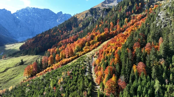 Aerial drone shot of autumn forest in mountains