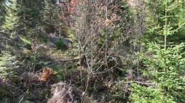 Dağlardaki sonbahar ormanlarından gelen bir drone ile video.