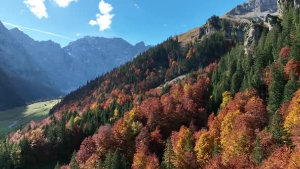 山の秋の森のドローンとビデオ — ストック動画