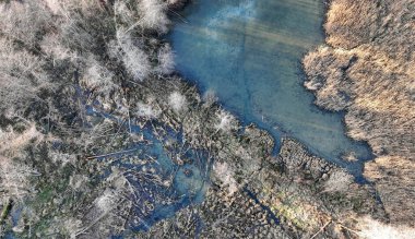 Kunduzların ve devrilmiş ağaçlarının olduğu bir bölgenin insansız hava aracı görüntüsü.