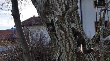 Video of a young tricolor cat on a tree
