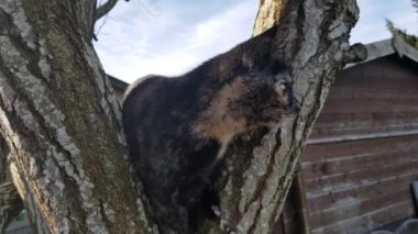 Video of a young tricolor cat on a tree