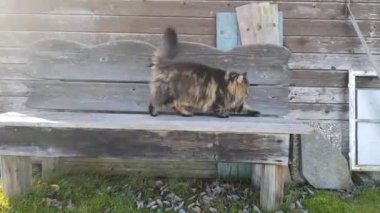 Video of Norwegian Forest Cat walking and stretching over a bench