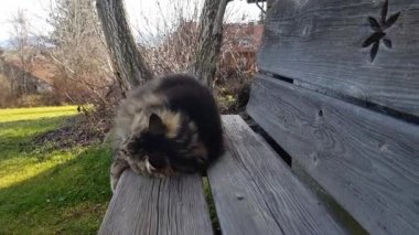 Funny video of a Norwegian Forest Cat cuddling with a pillow