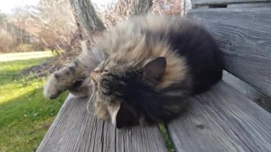 Funny video of a Norwegian Forest Cat cuddling with a pillow