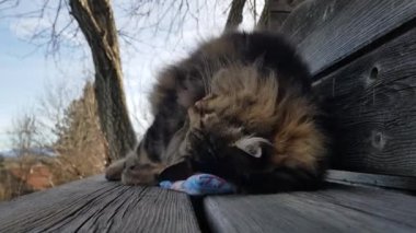 Funny video of a Norwegian Forest Cat cuddling with a pillow