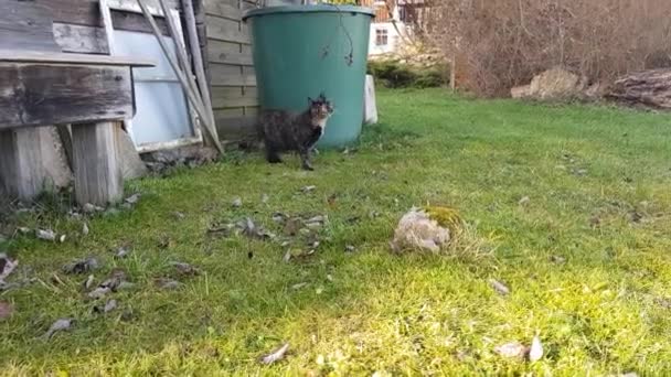 Video Young Tricolor Cat Running Garden — Vídeos de Stock
