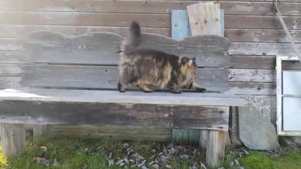 ノルウェーの森の猫がベンチを歩いてストレッチビデオ — ストック動画
