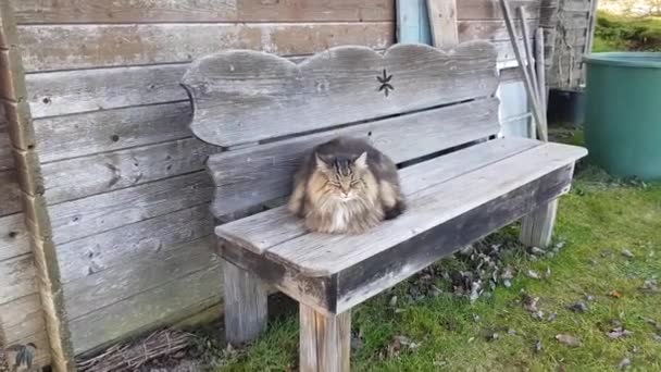 Funny Video Close Fluffy Norwegian Forest Cat — Vídeos de Stock