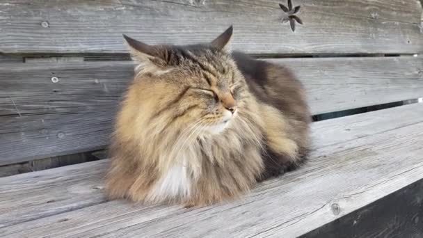 Funny Video Close Fluffy Norwegian Forest Cat — Wideo stockowe