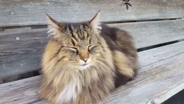 Funny Video Close Fluffy Norwegian Forest Cat — Αρχείο Βίντεο