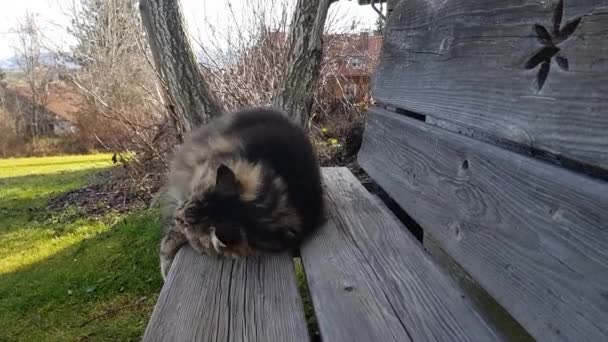Funny Video Norwegian Forest Cat Cuddling Pillow — Videoclip de stoc