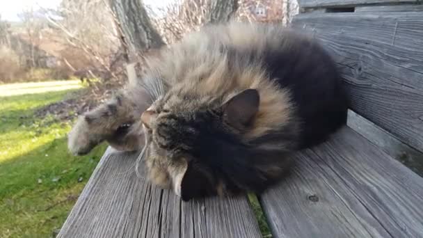 Funny Video Norwegian Forest Cat Cuddling Pillow — 비디오