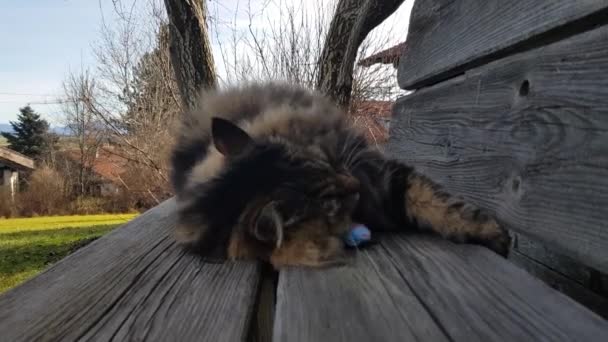 Funny Video Norwegian Forest Cat Cuddling Pillow — Stockvideo
