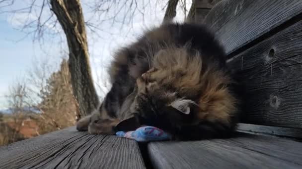 面白いビデオのノルウェーの森猫抱っことともに枕 — ストック動画