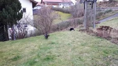 Video of two young cats playing in a meadow