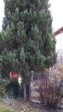 Funny video of a young tricolor cat falling from a tree