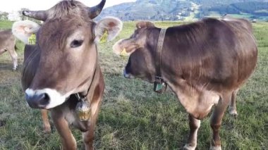 Video of a herd with young curious cows on a meadow in Bavaria