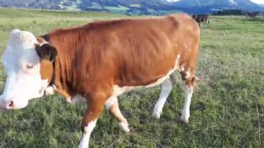 Video of a herd with young simmental cows on a meadow in bavaria