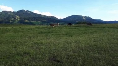 Video of a herd with young curious cows on a meadow in Bavaria