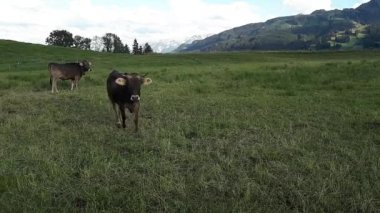 Video of a herd with young curious cows on a meadow in Bavaria