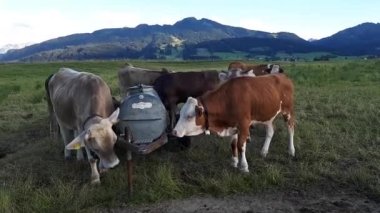 Video of a herd with young cows at a drinking barrel on a meadow in bavaria