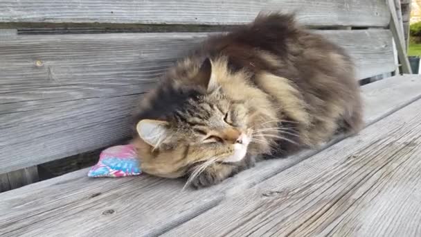 Funny Video Norwegian Forest Cat Cuddling Pillow — Stock Video