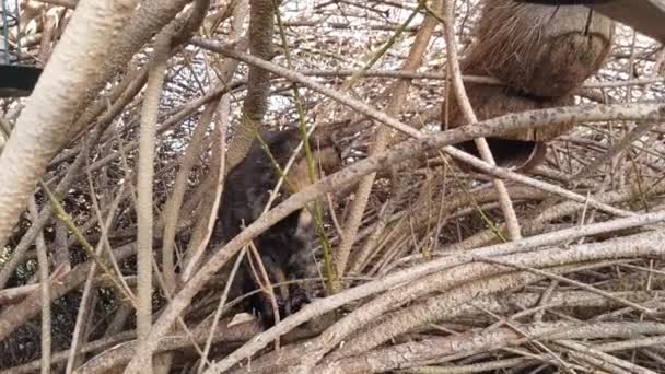 Video Small Tricolor Cat Climbing Bush — Vídeos de Stock