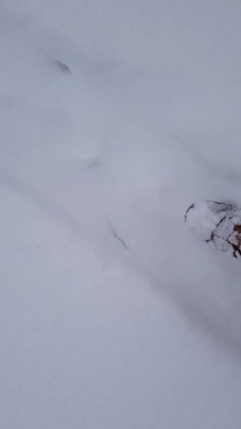 Video Woman Walking Snow — Stockvideo