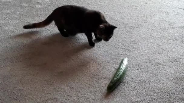 Funny Video Small Cat Very Carefully Nearing Cucumber — Stockvideo
