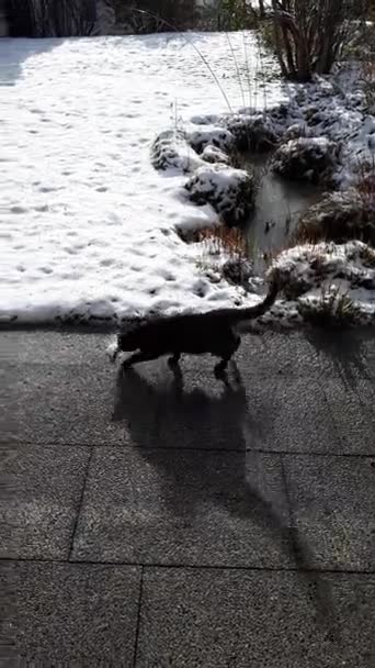 Video Young Tricolor Cat Winter Big Shadow — Αρχείο Βίντεο