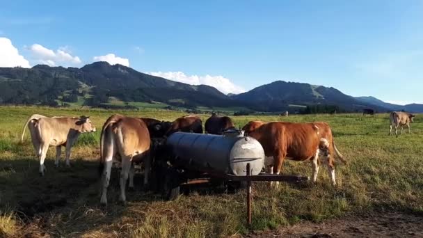 若い牛と群れのビデオ ババリアの牧草地にある飲料樽で — ストック動画